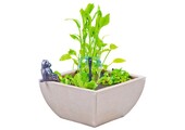 Heissner watertuin set vierkant wit 75x75x30 cm met kikker