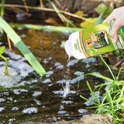 algen in zwemvijver
