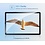 Ntech Screenprotector Geschikt voor Samsung Galaxy Tab S6 Lite P613 tempered Glass / Screenprotector - 2Pack