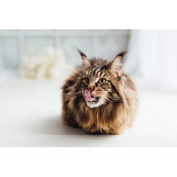 Kat