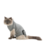 Trixie Operatie Hesje Kat