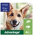 Elanco Advantage Spot-On Solution