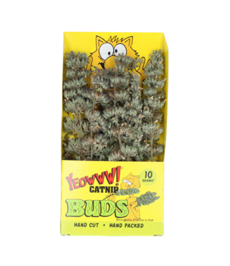 Yeowww! Katzenminze Knospen