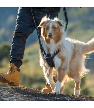 Rogz UTILITY Explore Harness