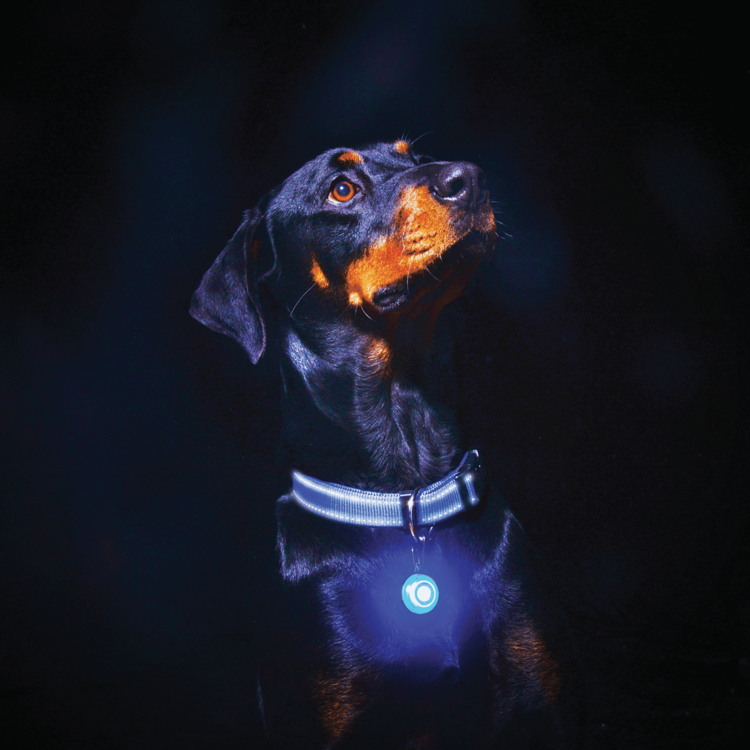 Rogz ROGLITE Safety Light Tag