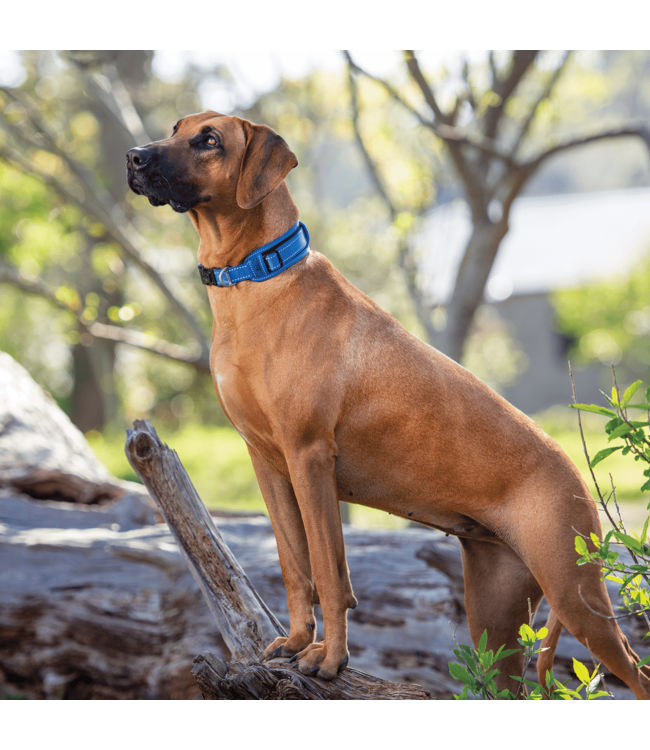 Rogz UTILITY Classic Collar Padded