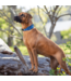 Rogz UTILITY Classic Collar Padded
