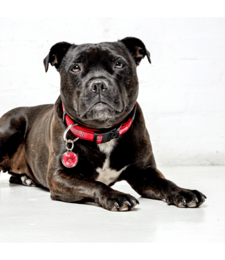 Rogz FANCY DRESS Classic Collar
