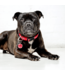 Rogz FANCY DRESS Classic Collar