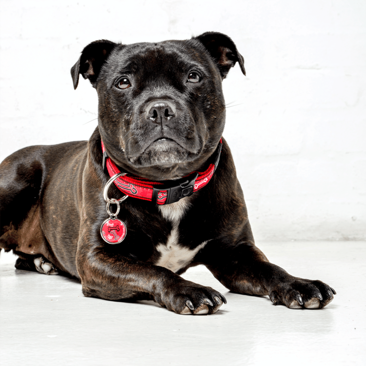 Rogz FANCY DRESS Classic Collar