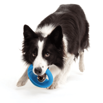 Rogz TOYZ Pop-Upz Fetch Toy