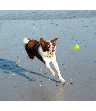 Rogz TOYZ Squeekz Fetch Ball M (6.4 cm)