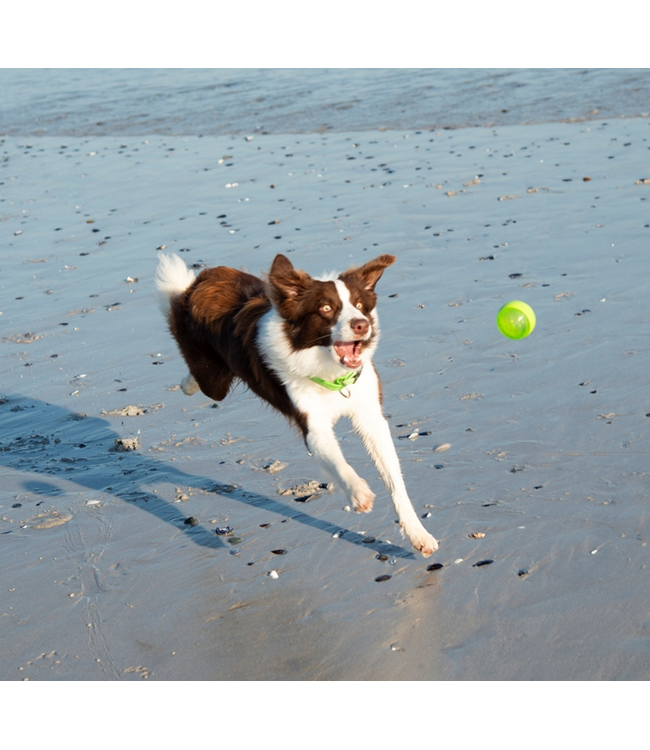 Rogz TOYZ Squeekz Fetch Ball M (6.4 cm)