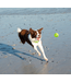 Rogz TOYZ Squeekz Fetch Ball M (6.4 cm)