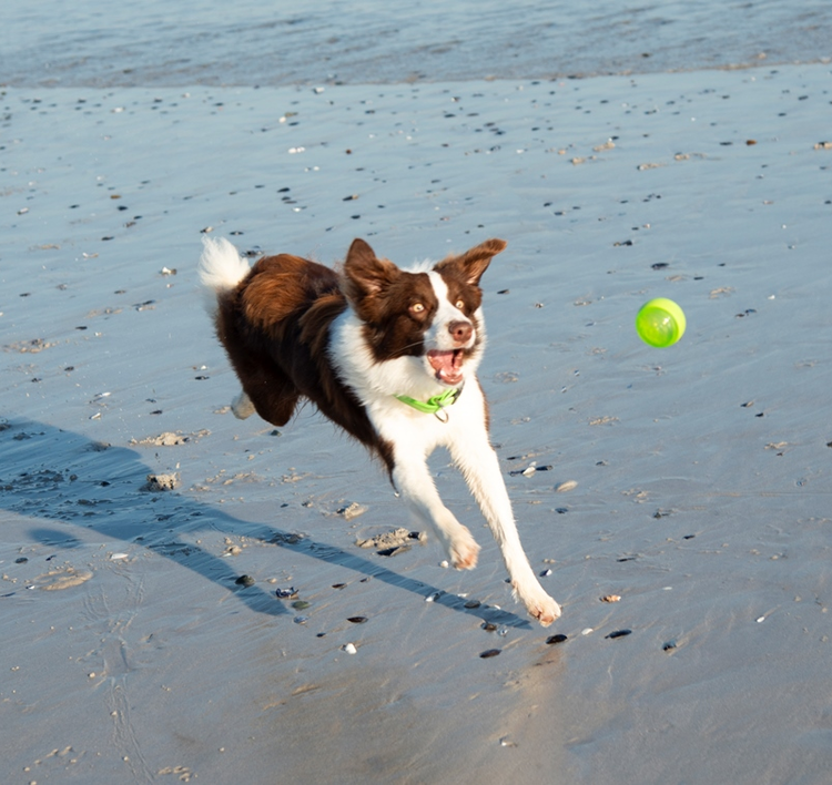 Rogz TOYZ Squeekz Fetch Ball M (6.4 cm)