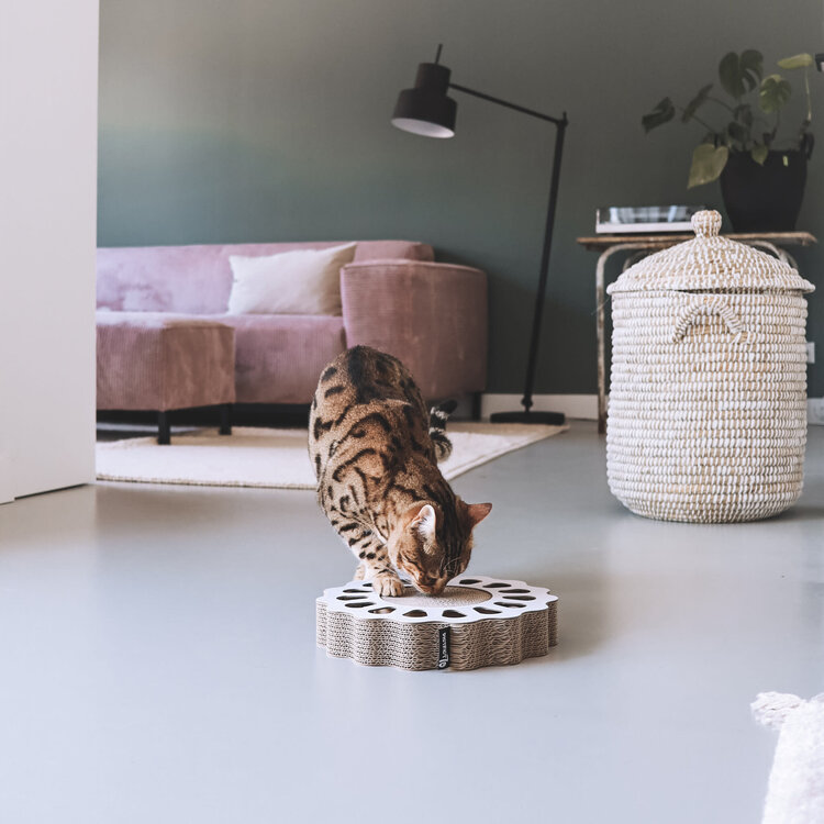 District 70 Krabkarton "Sunny"