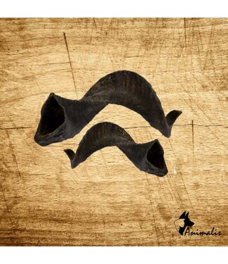Animalis "Widderhorn" (2 St)