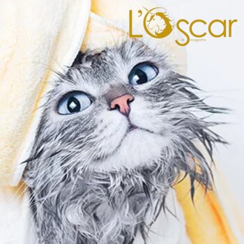 l'Oscar di Smaggato