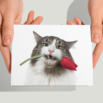 Cat'chy Images "Tulp"