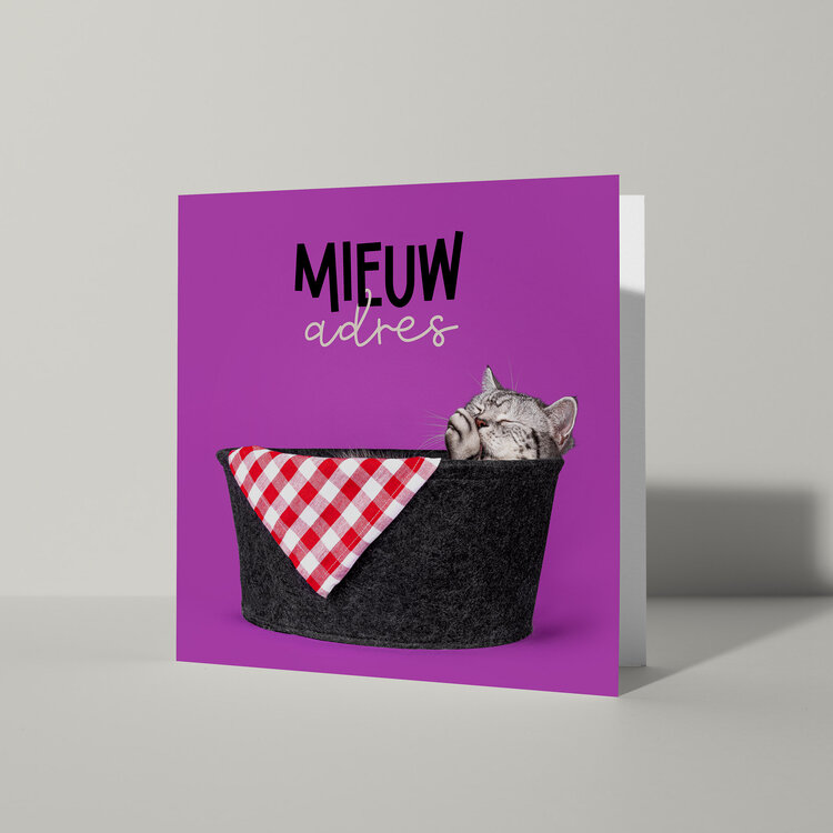 Cat'chy Images "Mieuw Adres"