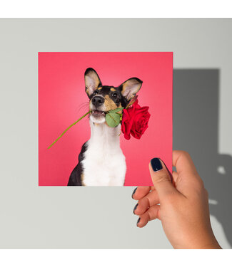 Cat'chy Images "Hond Roos Rood"