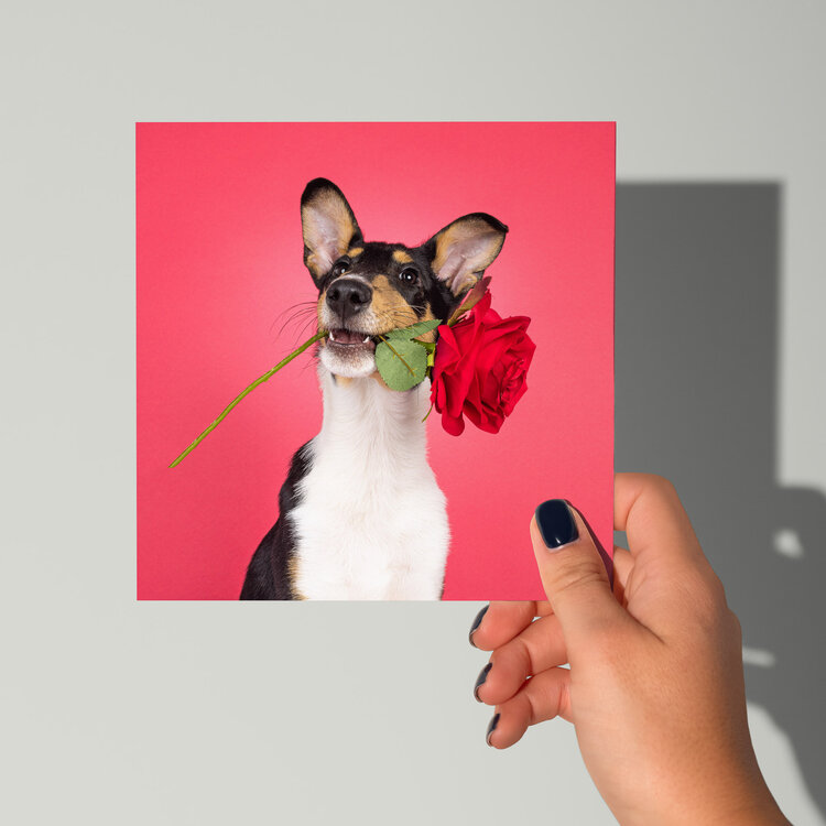 Cat'chy Images "Hond Roos Rood"