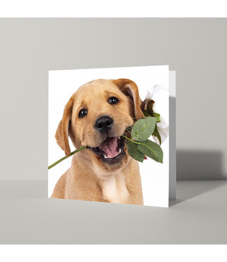 Cat'chy Images "Pup Roos Wit"