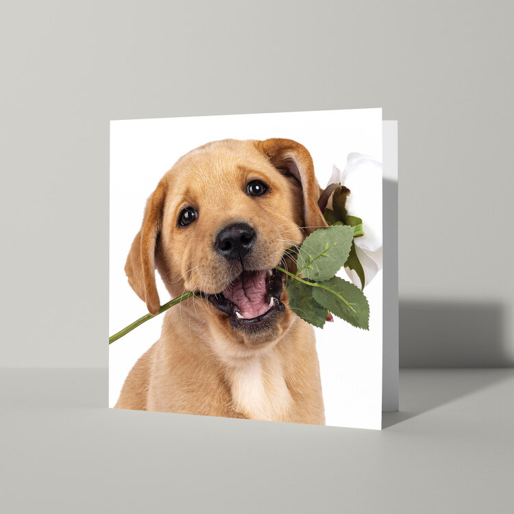 Cat'chy Images "Pup Roos Wit"