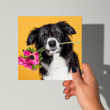 Cat'chy Images "Bordercollie Bloem Roze"