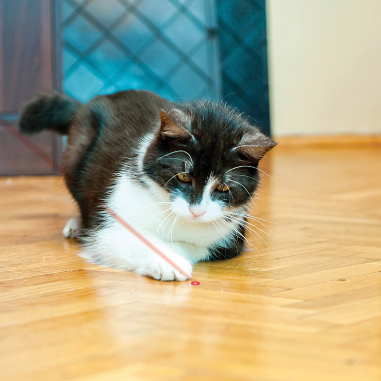 KONG® Katze ACTIVE "Laser Pointer"