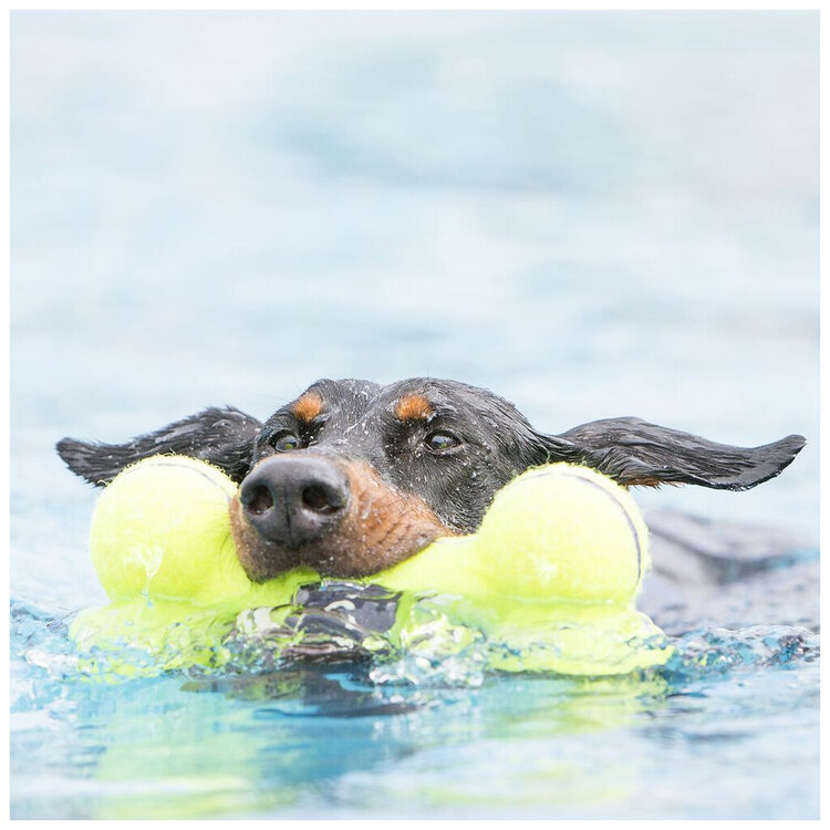 KONG® AIRDOG "Squeaker Bone"