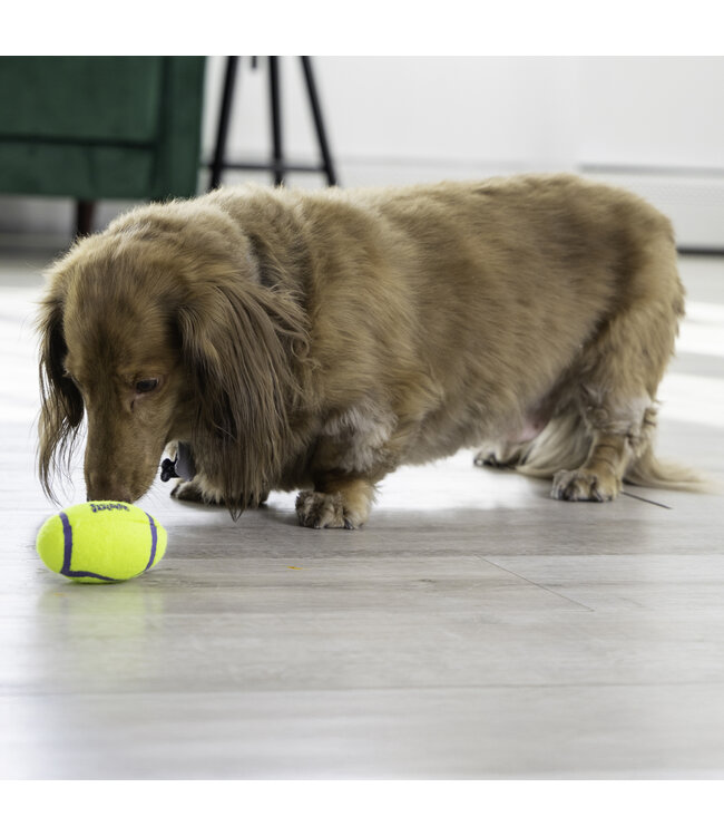 KONG® AirDog Squeaker Football
