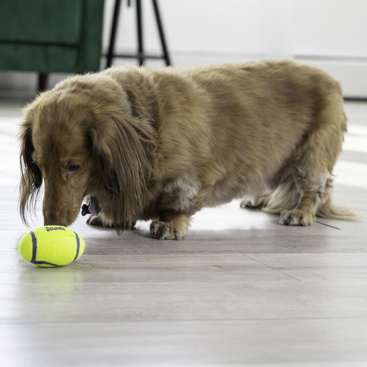 KONG® AIRDOG "Squeaker Football"