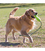 KONG® AIRDOG "Fetch Stick Touw"