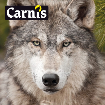 Carnis