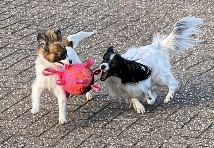 Dog Comets "Hypernova"