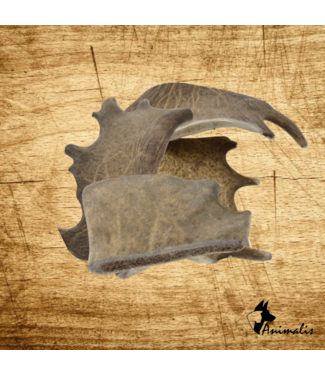Animalis "Fallow Deer Antlers"