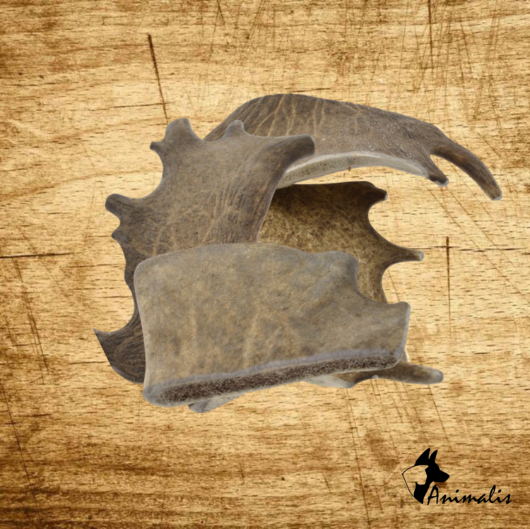 Animalis "Fallow Deer Antlers"