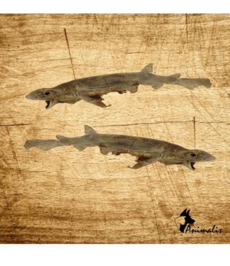 Animalis "Zandhaai"