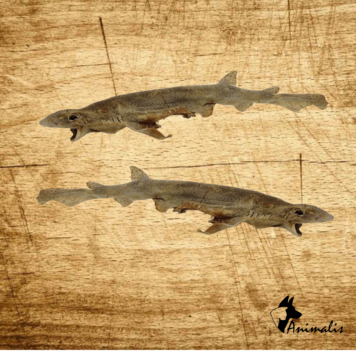 Animalis "Sand Shark"
