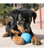 KONG® BALL "Puppy" Assorted