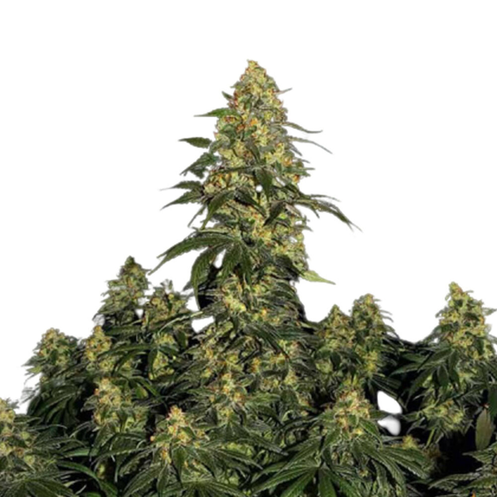 Critical 2.0 - Feminized - 10-pack Critical 2.0 - Feminized - 10-pack