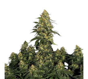 Critical 2.0 - Feminized - 10-pack Critical 2.0 - Feminized - 10-pack