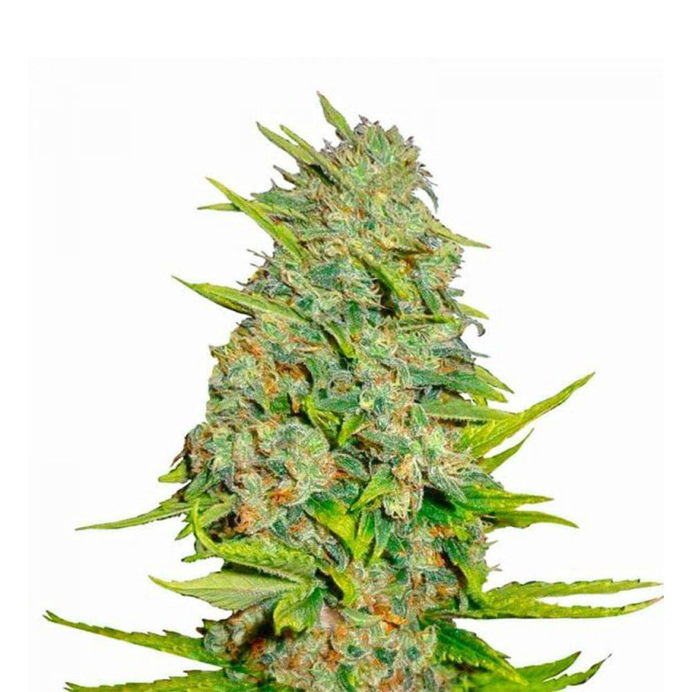 AK47 10-pack - Feminized - 10-pack AK47 10-pack - Feminized - 10-pack