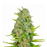AK47 10-pack -  Feminized - 10-pack AK47 10-pack -  Feminized - 10-pack
