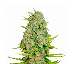 AK47 - Gefeminiseerde - 10-pack AK47 - Gefeminiseerde - 10-pack