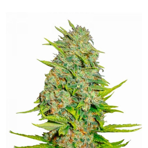 AK47 10-pack - Feminized - 10-pack AK47 10-pack - Feminized - 10-pack