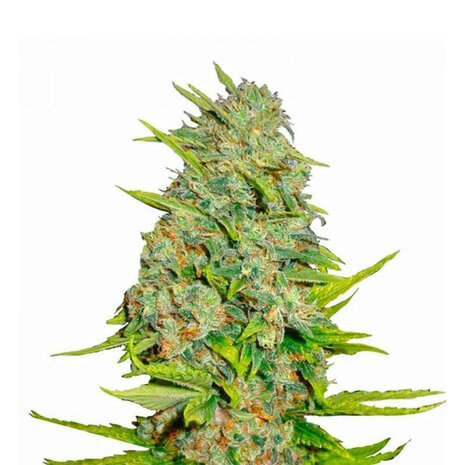 AK47 10-pack - Feminized - 10-pack AK47 10-pack - Feminized - 10-pack