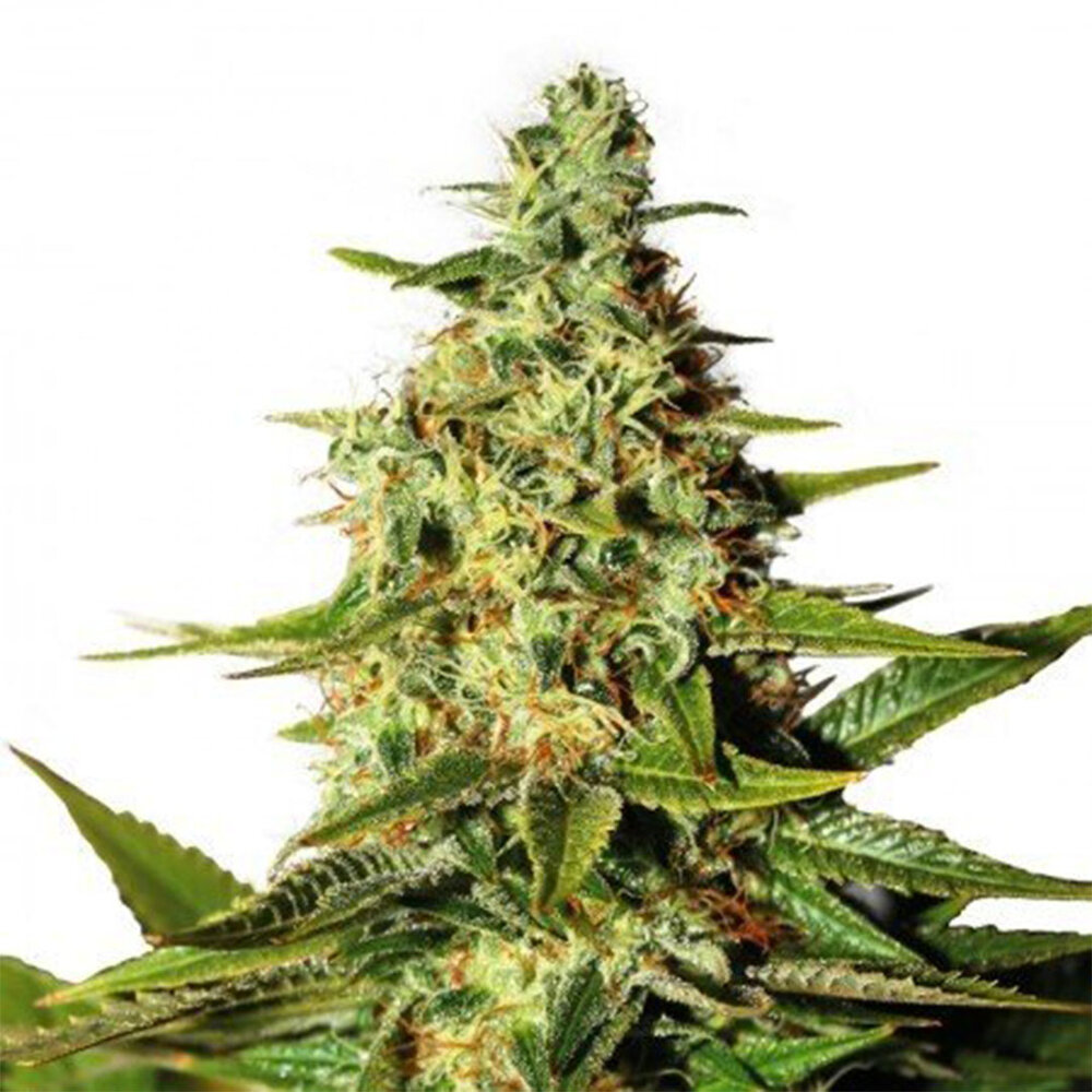 O.G Kush - Autoflower - 10-pack O.G Kush - Autoflower - 10-pack