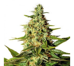 O.G Kush - Autoflower - 10-pack O.G Kush - Autoflower - 10-pack